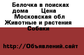 Белочка в поисках дома))) › Цена ­ 1 - Московская обл. Животные и растения » Собаки   